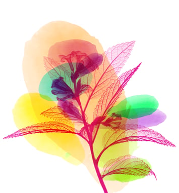 Festival Ah ! La Belle Saison 2025 logo