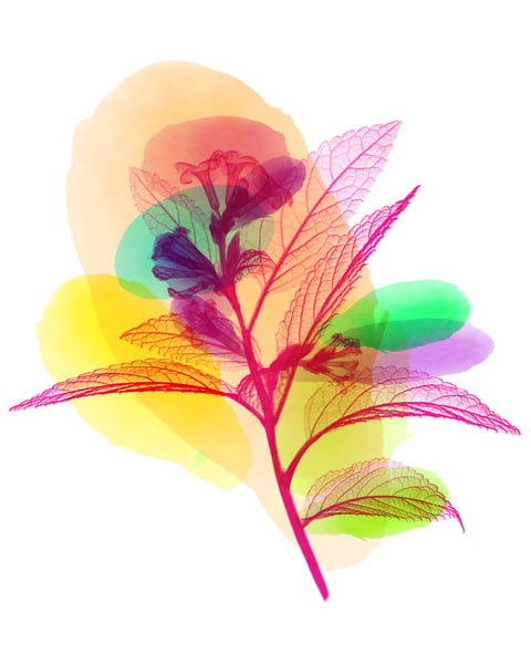 Festival Ah ! La Belle Saison 2025 logo