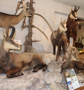 Visite libre ou enquêtes au Musée de la Faune