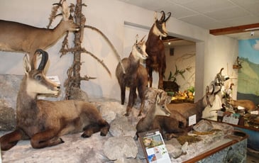 Visite libre ou enquêtes au Musée de la Faune