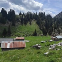 Du grabuge dans les pâturages