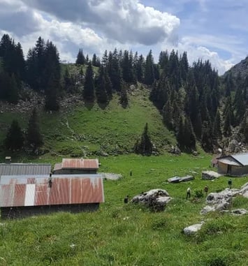 Du grabuge dans les pâturages
