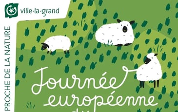Pratiques et savoir-faire autour de la laine de mouton